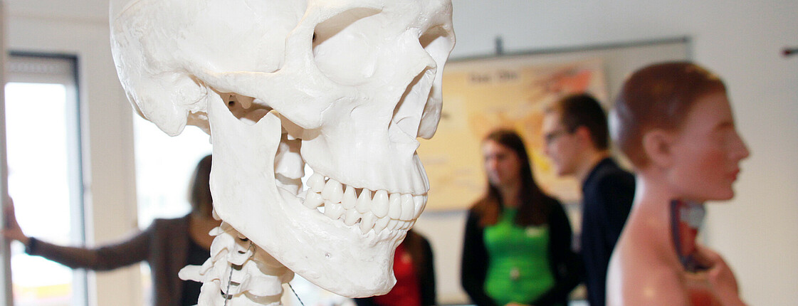 Ein anatomisches Skelett und ein anatomische Nachbildung eines Torsos stehen in einem Klassenzimmer, im Hintergrund sieht man Schüler*innen, die sich unterhalten.
